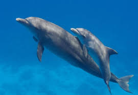 delfiini.jpg