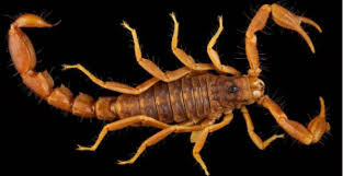 skorpioni.jpg