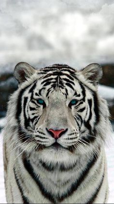 valkoinen_tiikeri.jpg